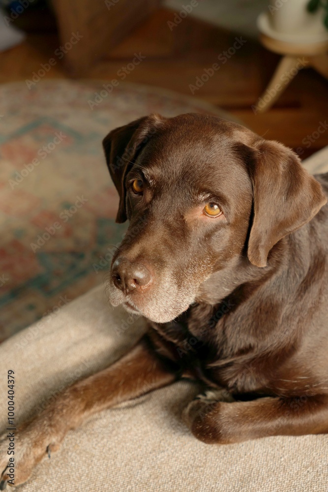 cute chocolate Labrador Retriever is lying on bed and resting. close-up of pet sleeping on couch. purebred puppy in a cozy house without owner seems to be very pleased with himself. Sad retriever cute chocolate Labrador Retriever is lying on bed and resting. close-up of pet sleeping on couch. purebred puppy in a cozy house without owner seems to be very pleased with himself. Sad retriever