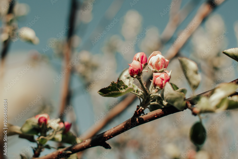 Apple tree branch with flower buds at spring Apple tree branch with flower buds at spring