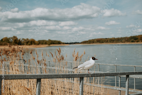 The black-headed gull (Chroicocephalus ridibundus)  on lake Talksa in Siauliai, Lithuania at spring photo