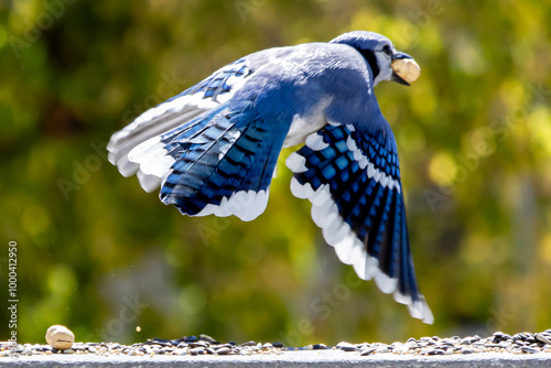 Foto blue jay in flight