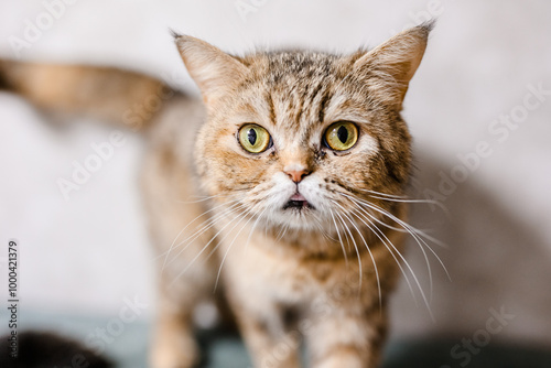 A sad, sick cat at the shelter gazes forlornly, waiting for an owner