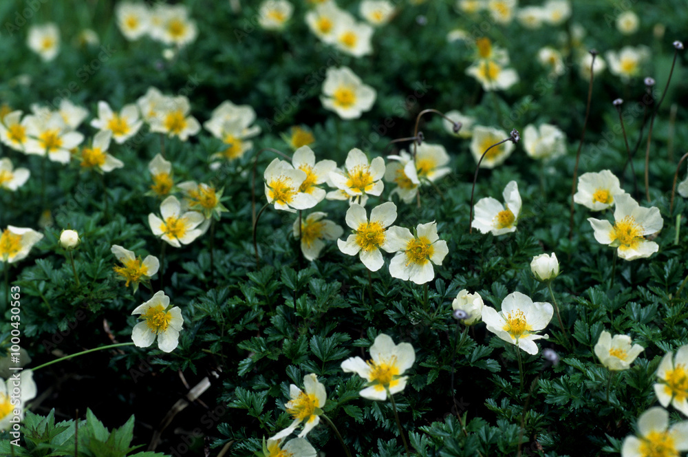 Geum pentapetalum, Chinguruma, alpine plants in Akita-komagatake, Japan Geum pentapetalum, Chinguruma, alpine plants in Akita-komagatake, Japan