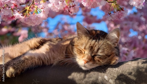 暖かい春の午後、満開の桜の木の下でまどろむ猫。桜の花びらが風に沿って、猫の背中にそっと降り積もる