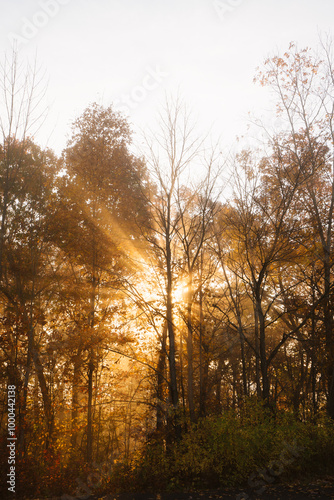 Morning Light Rays Through Fall Foliage Trees in Autumn. Golden Sun Flare Glows in Forest of Yellow Leaves. Early Day Fog Powerful Nature New England