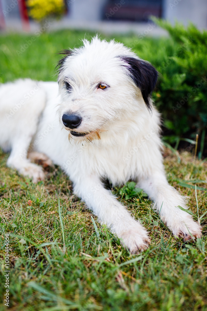A homeless young fluffy white dog with black spots is resting on the green lawn in summer A homeless young fluffy white dog with black spots is resting on the green lawn in summer