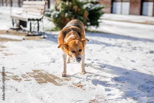 Принти на полотні old, homeless dog with a white and orange coat is searching for cover on the fri
