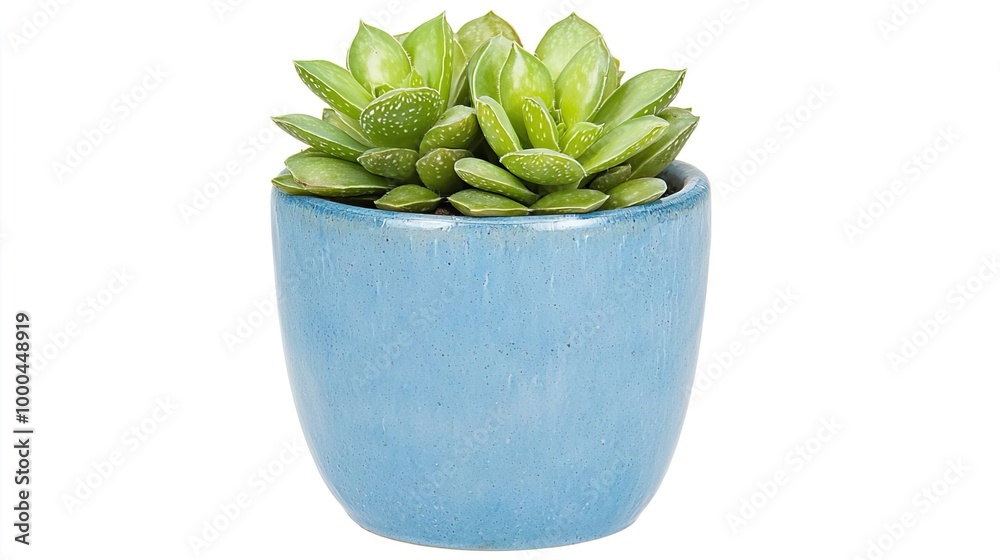 A variegated Haworthia in a decorative ceramic pot on solid white background, single object A variegated Haworthia in a decorative ceramic pot on solid white background, single object
