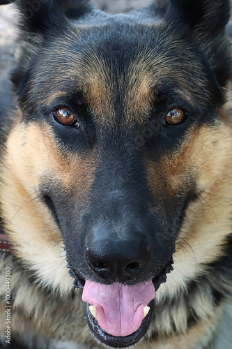 Un pastor alemán con esa mirada tan profunda, sinceramente me enamora, ya que me mira y lo miro, esos ojos grandes y lengua canina son hermosos, photo