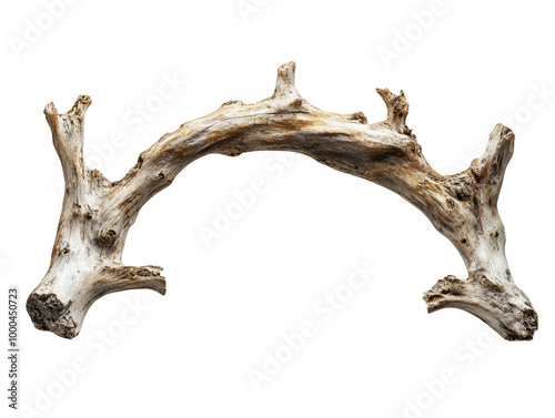 Unique driftwood branch, white isolated background. transparent background photo