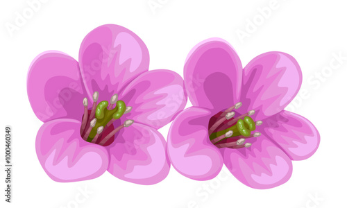 Illustration of a bergenia flower, or elephant's ears flower, isolated on a white background.