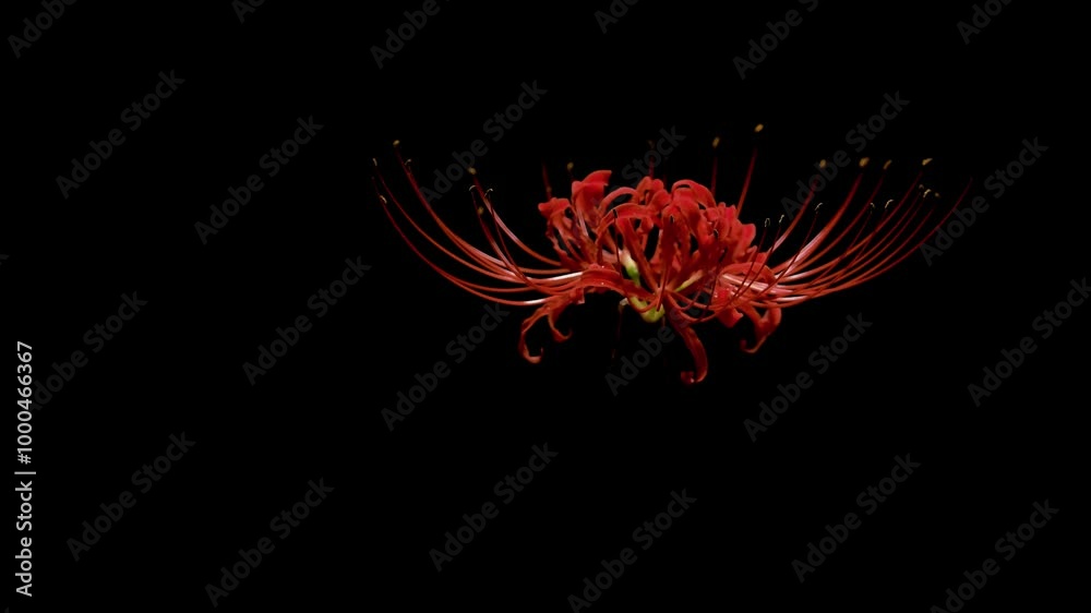 Tokyo,Japan - September 29, 2024: Red spider lily or Higanbana in the night Tokyo,Japan - September 29, 2024: Red spider lily or Higanbana in the night