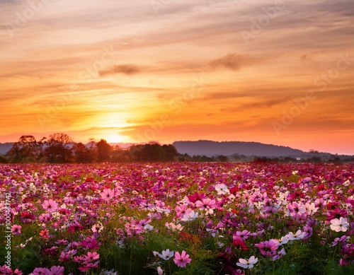  秋の夕暮れ時、オレンジ色に染まる空の下に広がるコスモス畑。風に揺れるピンクや白の花が面に咲き乱れ、遠くには沈みゆく夕日がゆっくりと空を染めていく 