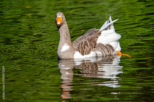 Eine Gans auf dem Wasser photo