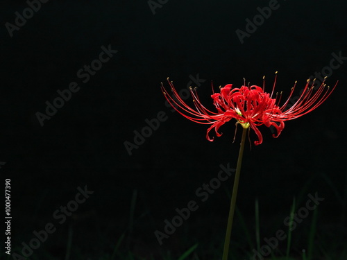 Tokyo,Japan - September 29, 2024: Red spider lily or Higanbana in the night
