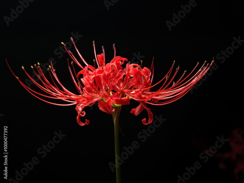 Tokyo,Japan - September 29, 2024: Red spider lily or Higanbana in the night
