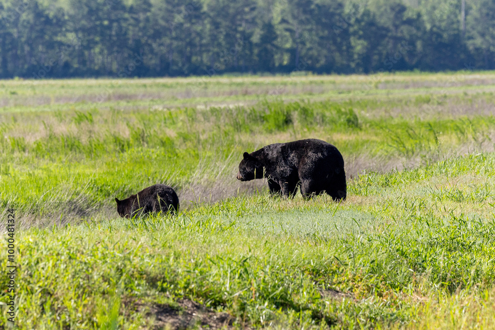 Black Bear in Aligator River National Wildlife Refuge Black Bear in Aligator River National Wildlife Refuge