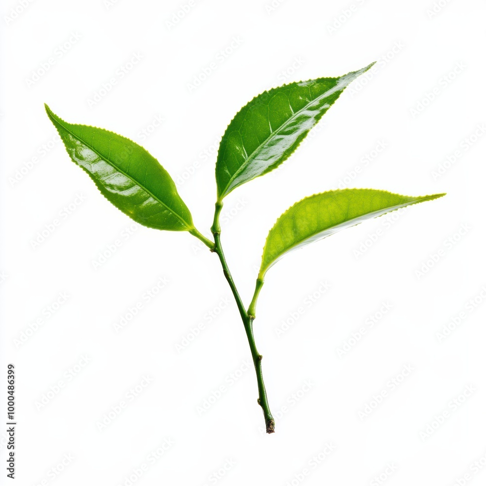 Green tea leaves isolated on a white background Green tea leaves isolated on a white background