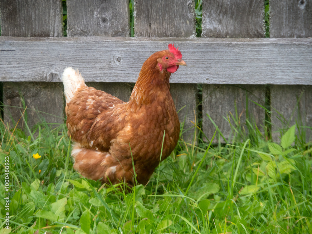 Fototapeta premium brown chicken on grass