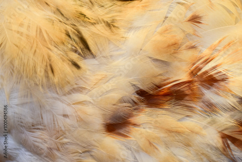 Beautiful abstract full frame brown yellow chicken feather background texture.