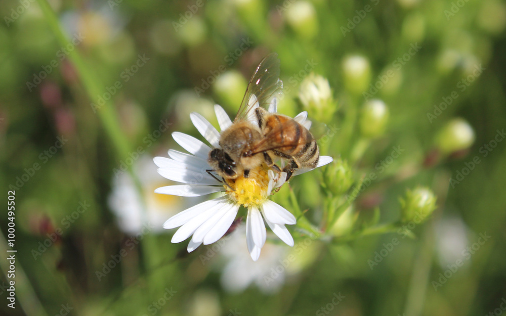 Close-up of a bee pollinating a white daisy. A macro shot of a bee collecting nectar from a white daisy flower. The intricate details of the bee's wings and body are clearly visible, bee on flower, be Close-up of a bee pollinating a white daisy. A macro shot of a bee collecting nectar from a white daisy flower. The intricate details of the bee's wings and body are clearly visible, bee on flower, be