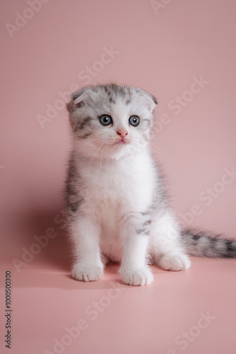 A cute scottish fold kitten on pink background