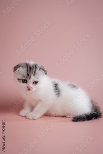 A cute scottish fold kitten on pink background