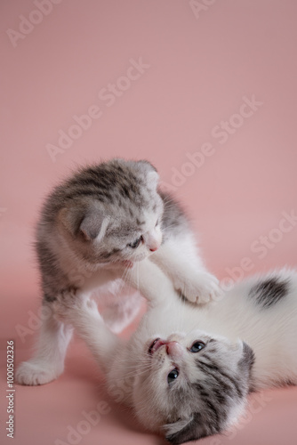 A scottish fold kittens playing with each other on pink background