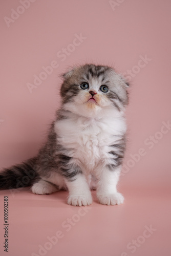 A cute scottish fold kitten on pink background