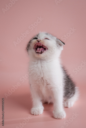 A cute scottish fold kitten on pink background