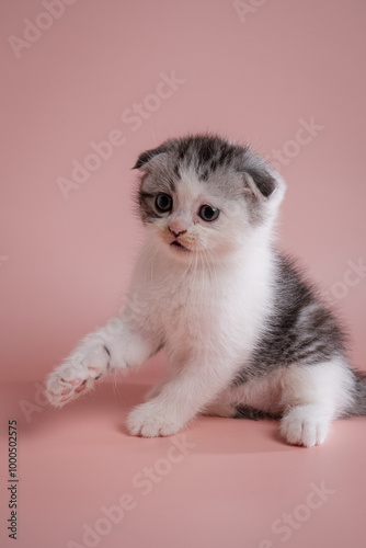 A cute scottish fold kitten on pink background
