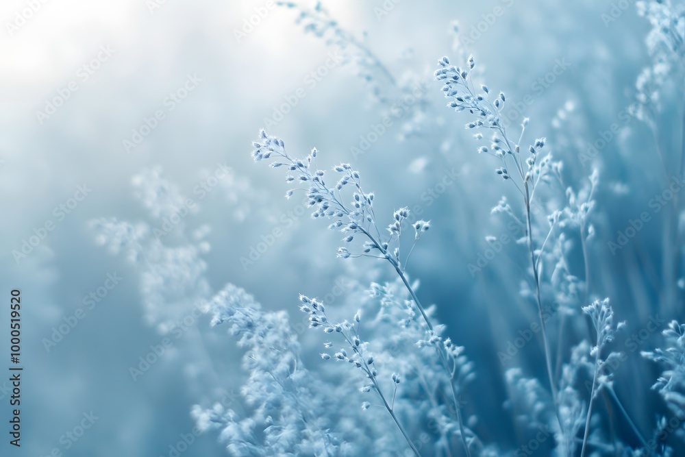 Bluegrass Meadow with Delicate Floral Blooms Bluegrass Meadow with Delicate Floral Blooms