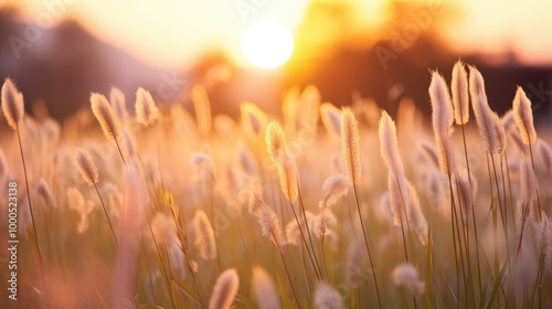 Soft focus of grass flowers with sunset light, peaceful and relax natural beauty