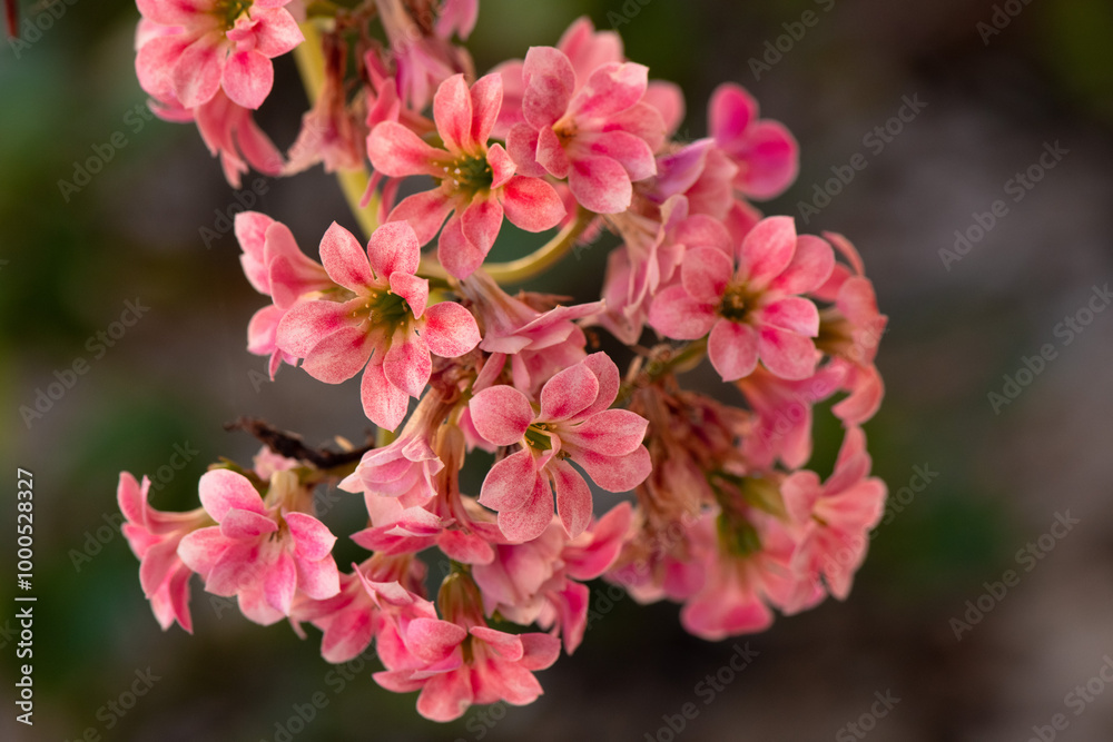 A cluster of small, pink flowers in full bloom, captured in close-up with a shallow depth of field, creating a softly blurred background. A cluster of small, pink flowers in full bloom, captured in close-up with a shallow depth of field, creating a softly blurred background.