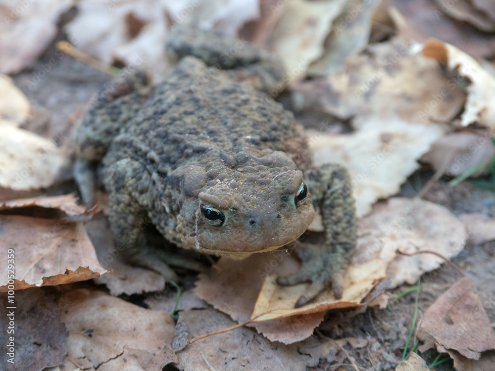 Naklejka premium toad on the ground in autumn