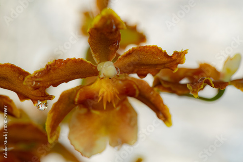 Macro photo of brown and yellow orchid with water droplets, highlighting the flower's unique texture and color. photo
