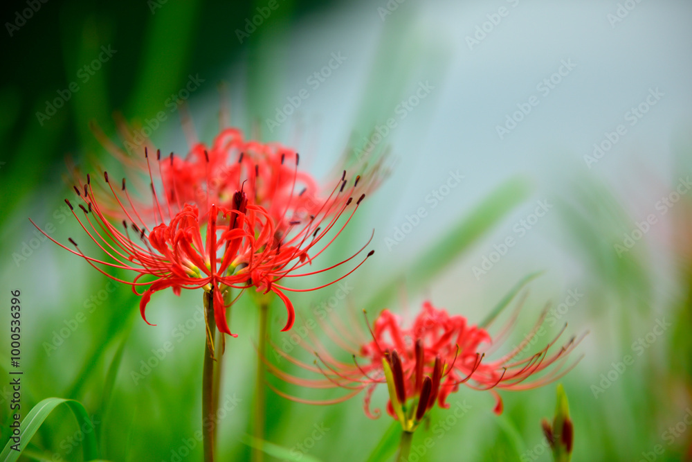 曼珠沙華 曼珠沙華