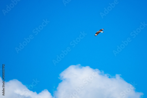 Majestic bird soaring in a clear blue sky with fluffy white clouds in Serra da Bocaina, Brazil.