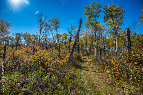 Autumn in the Saskatchewan forest