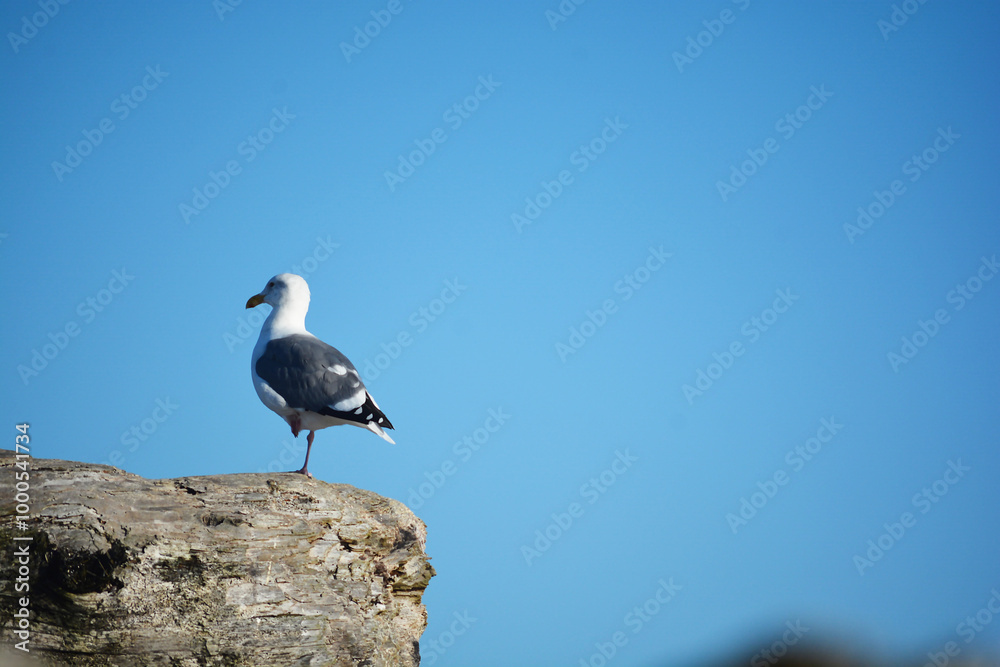 Seagull stands on rock looking over ocean water at beach. Seagull stands on rock looking over ocean water at beach.