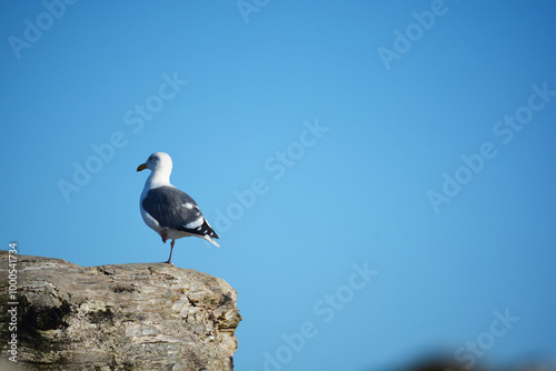 Seagull stands on rock looking over ocean water at beach.