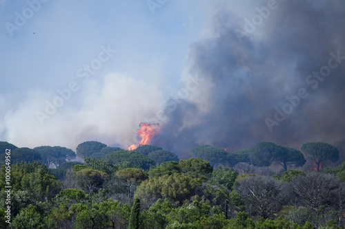 Wildfire in the Massifs des Maures, South of France