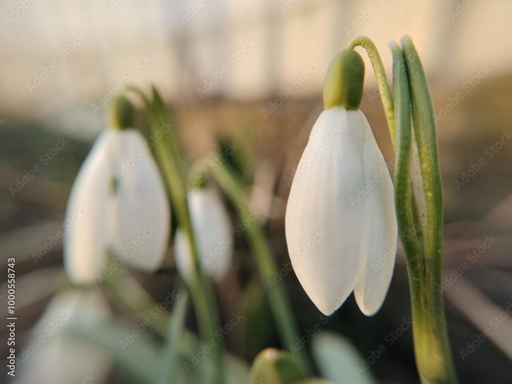 Obraz premium snowdrop