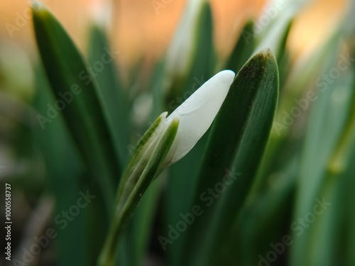 snowdrops in spring