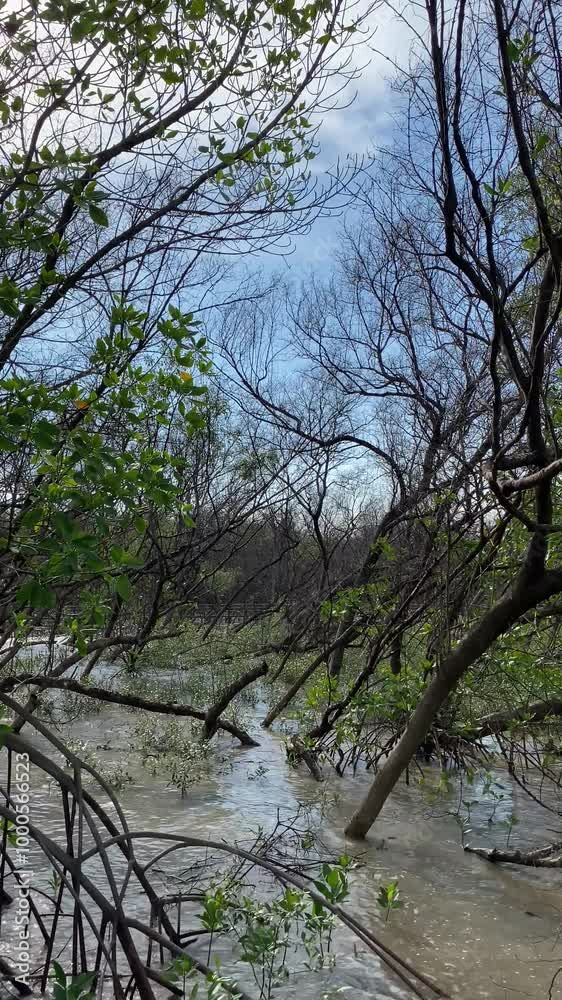 The mangrove forest is a beautiful natural refuge and a habitat for a variety of aquatic animals. The mangrove forest is a beautiful natural refuge and a habitat for a variety of aquatic animals.