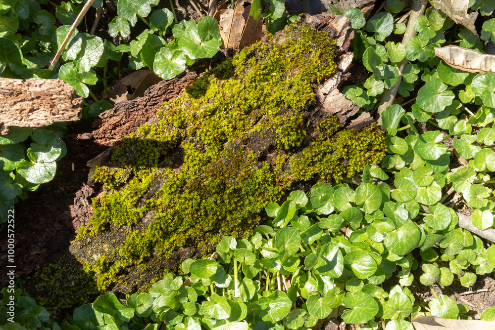 Top down view at the forest floor with green moss growing on bark shed from an oak tree trunk in bright sunlight for part of the day time Top down view at the forest floor with green moss growing on bark shed from an oak tree trunk in bright sunlight for part of the day time