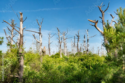 a former forest of dead standing timber, once birch and other native species of tree, it is now taken over by shrub undergrowth and beach dunes as the coastal floods brought saltwater far inland