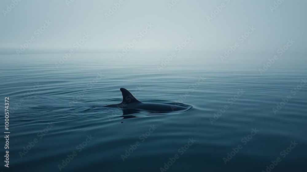 Naklejka premium Fin of a Whale Emerging from Calm Sea