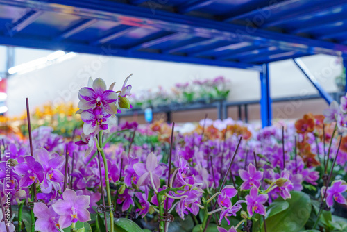Flowers at the Flower Market