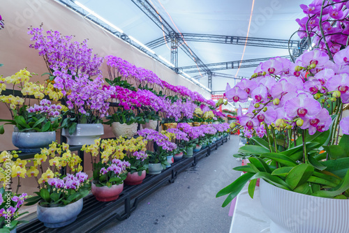 Flowers at the Flower Market