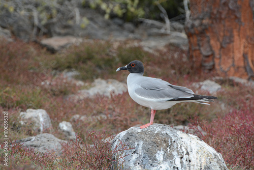 Swallow-tailed Gull, Creagrus furcatus, in the Galapagos Islands. Adult Swallow-tailed Gull standing on lava rock showing pink legs, black hood, and black and white bill. Endemic Galapagos seabird. photo